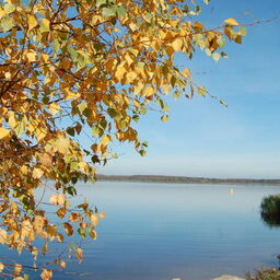 Herbst am Senftenberger See, Foto: Zweckverband LSB